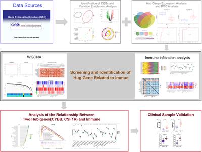 Identification of biomarkers related to immune and inflammation in membranous nephropathy: comprehensive bioinformatic analysis and validation